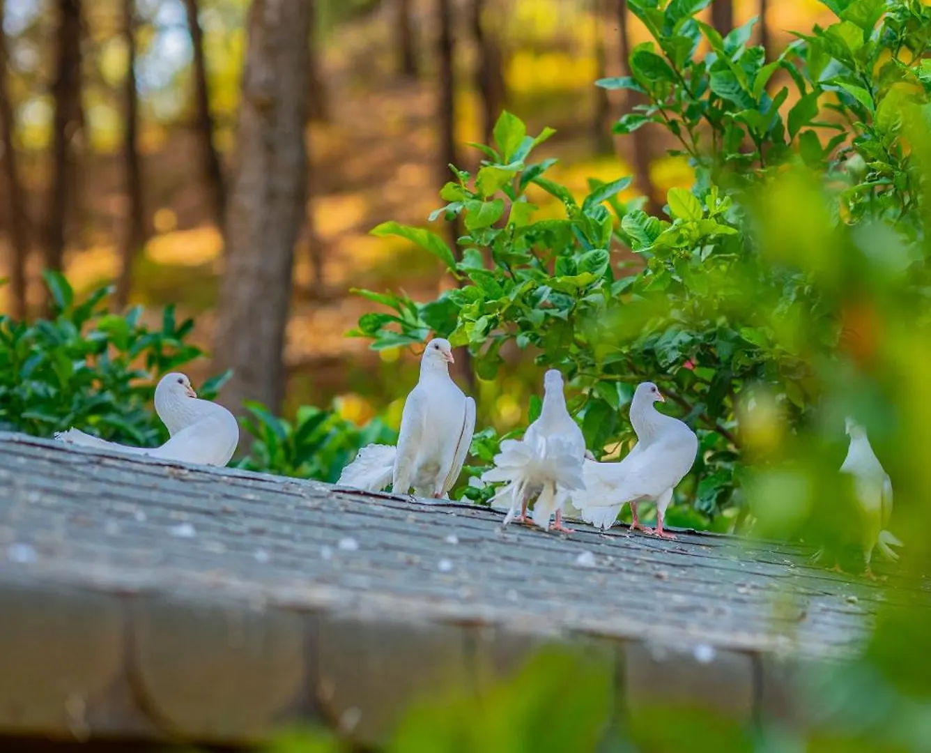 Hotel Kairos Valley Health & Nature Resort Datça